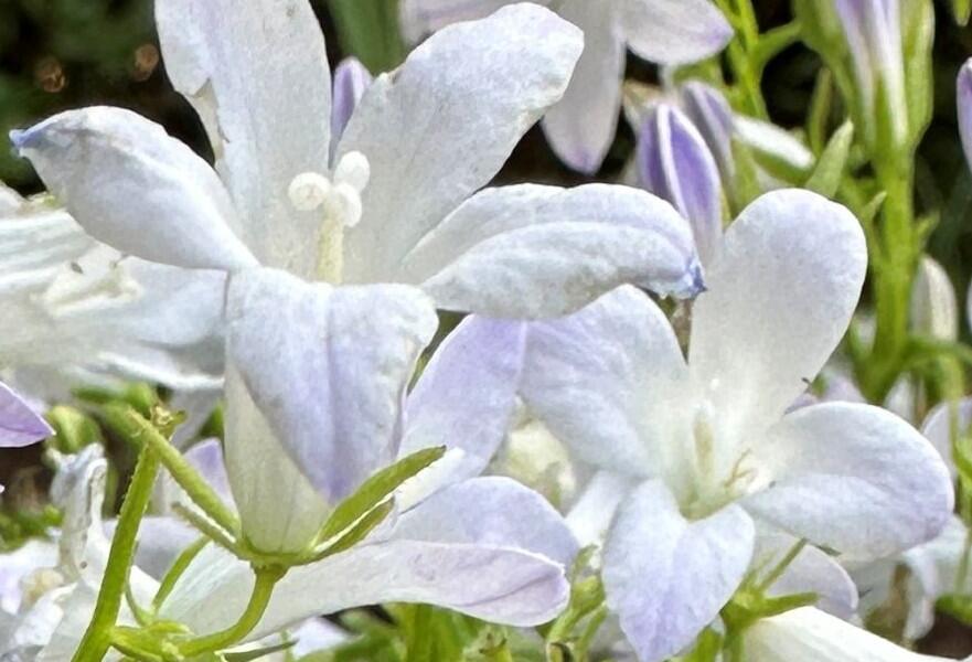 Zvonek dalmatský 'Clockwise White Blush' - Campanula portenschlagiana 'Clockwise White Blush'