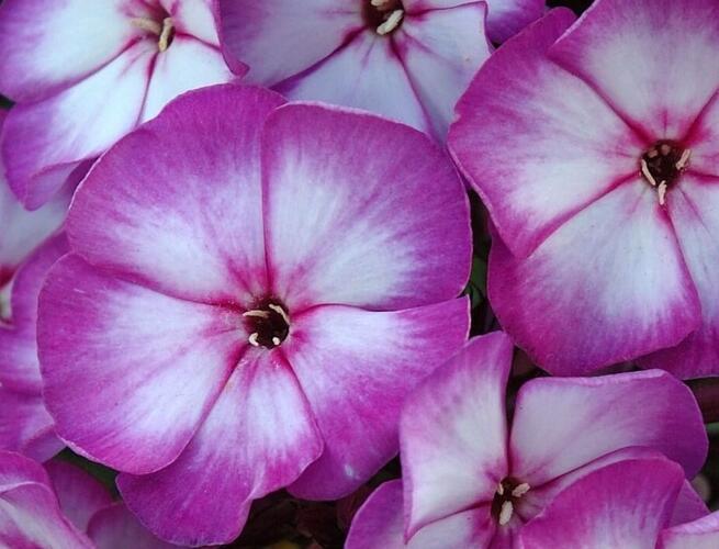 Plamenka latnatá 'Sweet Summer Compact Purple Bicolor' - Phlox paniculata 'Sweet Summer Compact Purple Bicolor'