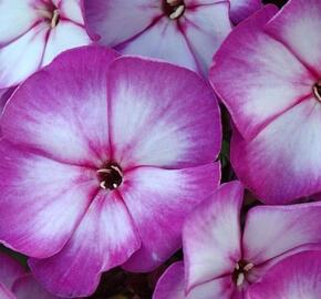 Plamenka latnatá 'Sweet Summer Compact Purple Bicolor' - Phlox paniculata 'Sweet Summer Compact Purple Bicolor'