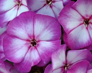 Plamenka latnatá 'Sweet Summer Compact Purple Bicolor'