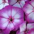 Phlox paniculata 'Sweet Summer Compact Purple Bicolor'.jpg