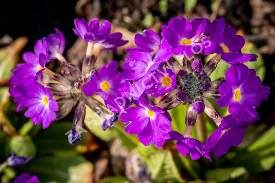Prvosenka zoubkatá 'Blue' - Primula denticulata 'Blue'