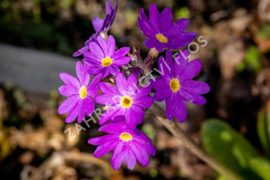 Prvosenka zoubkatá 'Blue' - Primula denticulata 'Blue'