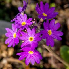 Prvosenka zoubkatá 'Blue' - Primula denticulata 'Blue'