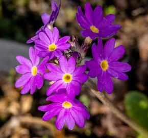 Prvosenka zoubkatá 'Blue' - Primula denticulata 'Blue'