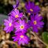 Primula denticulata 'Blaue Auslese'_06.jpg