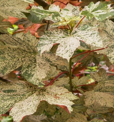 Javor klen 'Esk Sunset' - Acer pseudoplatanus 'Esk Sunset'