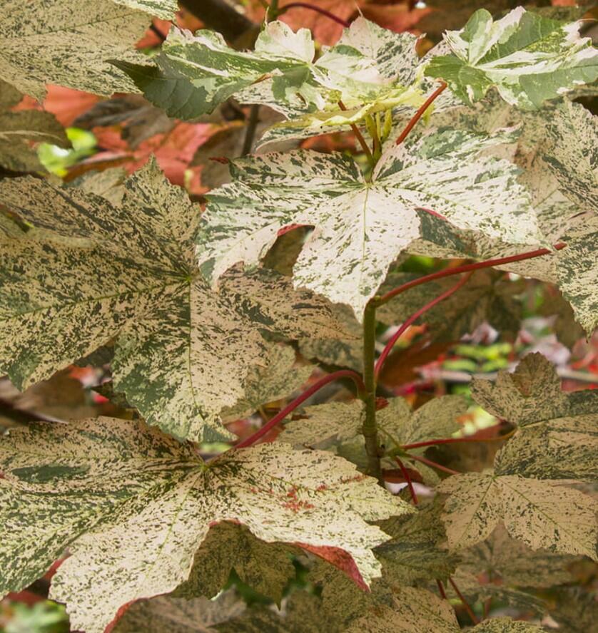 Javor klen 'Esk Sunset' - Acer pseudoplatanus 'Esk Sunset'