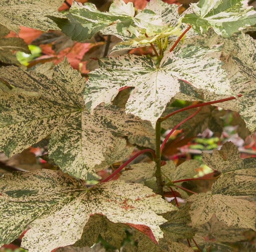 Javor klen 'Esk Sunset' - Acer pseudoplatanus 'Esk Sunset'
