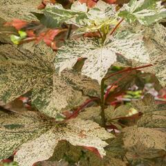 Javor klen 'Esk Sunset' - Acer pseudoplatanus 'Esk Sunset'