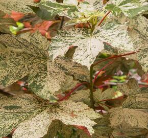 Javor klen 'Esk Sunset' - Acer pseudoplatanus 'Esk Sunset'