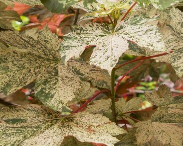 Javor klen 'Esk Sunset'