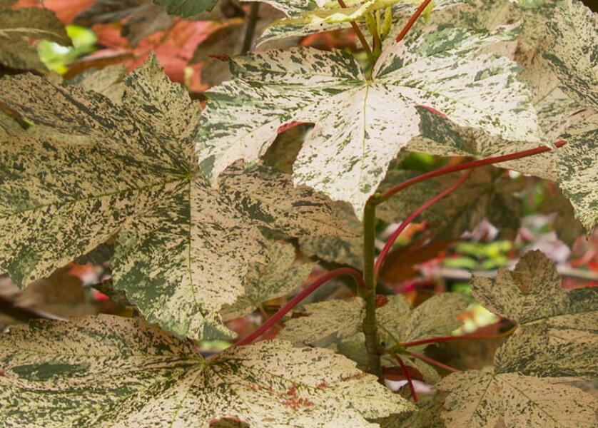 Javor klen 'Esk Sunset' - Acer pseudoplatanus 'Esk Sunset'
