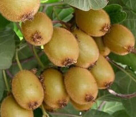 Aktinidie lahodná, kiwi - Actinidia deliciosa