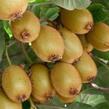 Aktinidie lahodná, kiwi - Actinidia deliciosa