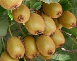 Aktinidie lahodná, kiwi