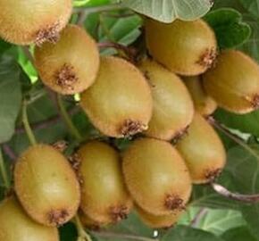 Aktinidie lahodná, kiwi