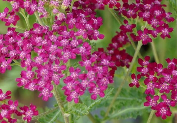 Řebříček obecný 'Summerwine' - Achillea millefolium 'Summerwine'
