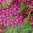 Řebříček obecný 'Summerwine' - Achillea millefolium 'Summerwine'