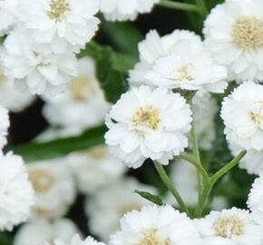 Řebříček bertrám