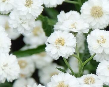 Řebříček bertrám