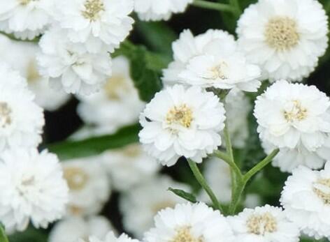 Řebříček bertrám - Achillea ptarmica