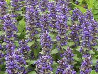 Zběhovec lesní - Ajuga genevensis