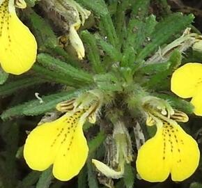 Zběhovec trojklanný