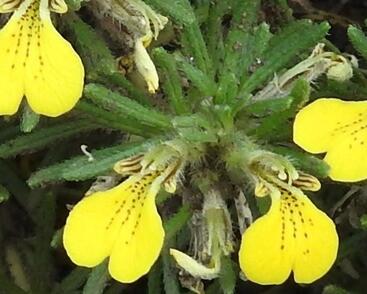 Zběhovec trojklanný