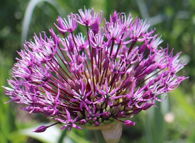 Česnek 'Early Emperor' - Allium jesdianum 'Early Emperor'