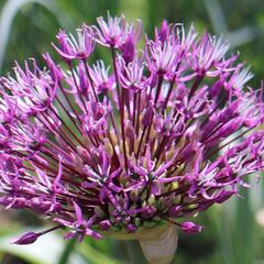 Česnek 'Early Emperor' - Allium jesdianum 'Early Emperor'