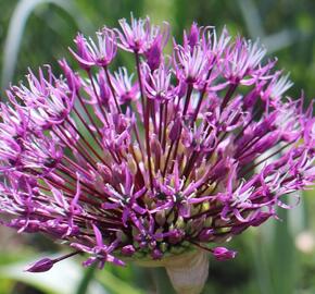 Česnek 'Early Emperor' - Allium jesdianum 'Early Emperor'