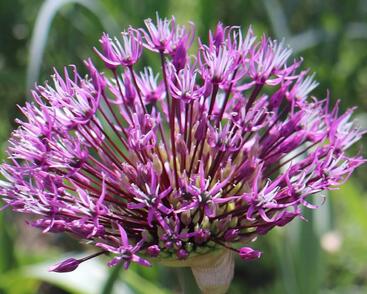 Česnek 'Early Emperor'