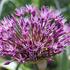 Allium jesdianum 'Early Emperor'.jpg