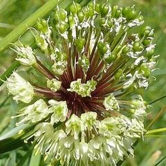 Česnek hadí - Allium victorialis