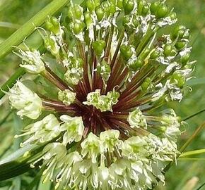 Česnek hadí - Allium victorialis