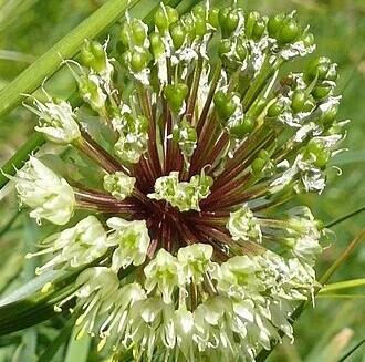 Česnek hadí - Allium victorialis