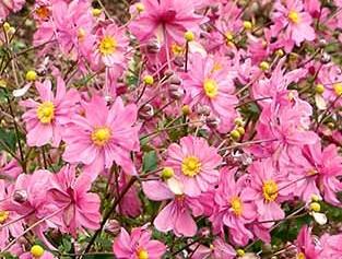 Sasanka 'Harlequin Pastel' - Anemone hybrida 'Harlequin Pastel'