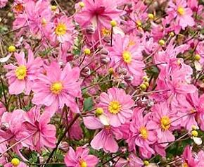 Sasanka 'Harlequin Pastel'