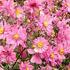 Anemone hybrida 'Harlequin Pastel'.jpg