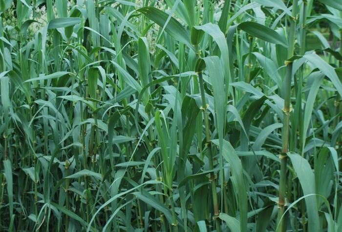 Trsť rákosovitá - Arundo donax