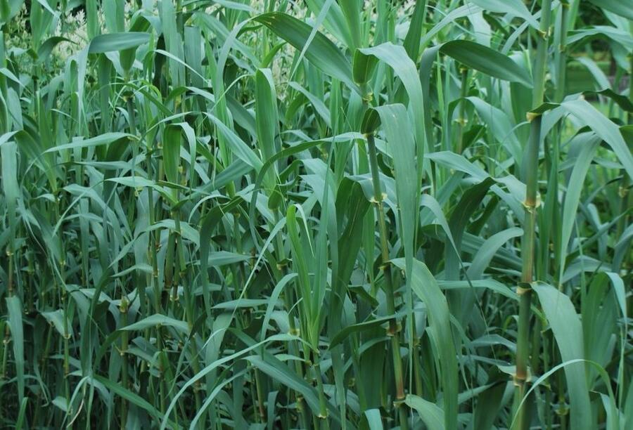 Trsť rákosovitá - Arundo donax