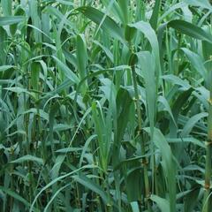 Trsť rákosovitá - Arundo donax