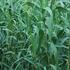 Arundo donax_1.jpg