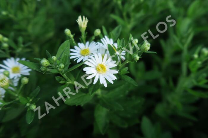 Hvězdnice 'Starshine' - Aster ageratoides 'Starshine'