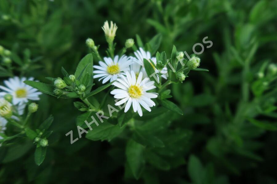 Hvězdnice 'Starshine' - Aster ageratoides 'Starshine'