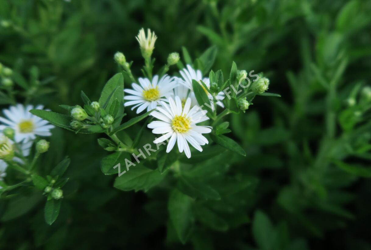 Hvězdnice křovitá 'Starshine' - Aster ageratoides 'Starshine'