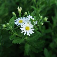 Hvězdnice 'Starshine' - Aster ageratoides 'Starshine'