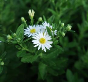 Hvězdnice 'Starshine' - Aster ageratoides 'Starshine'