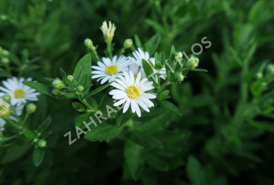 Hvězdnice křovitá 'Starshine' - Aster ageratoides 'Starshine'